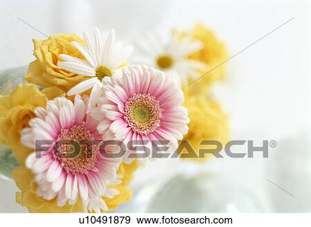 Stock Photo - Pink gerberas, daisies and yellow roses. Fotosearch