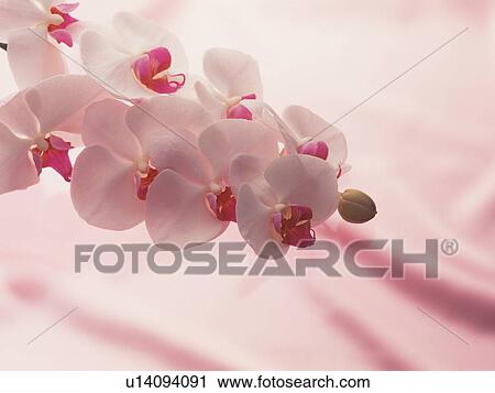Stock Image - Pink orchids. Fotosearch