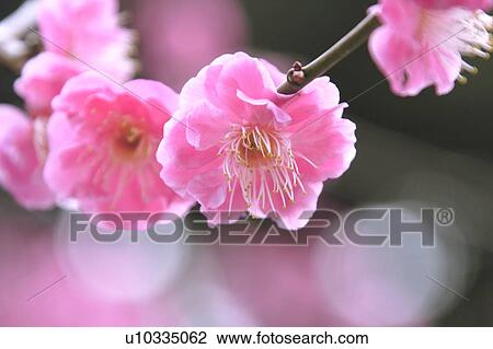 Pink plum blossoms View Large Photo Image Stock Image - Pink plum blossoms. Fotosearch