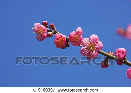Stock Photo - Pink plum blossoms. Fotosearch