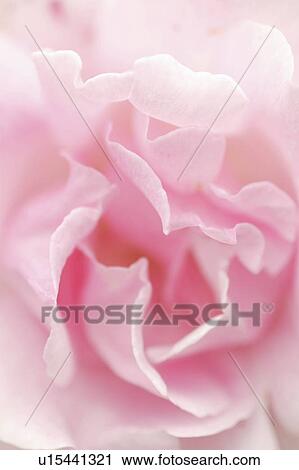 Pink rose, close up View Large Photo Image Stock Image - Pink rose, close up. Fotosearch