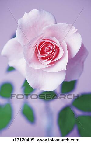 Stock Photo - Pink rose, close up. Fotosearch