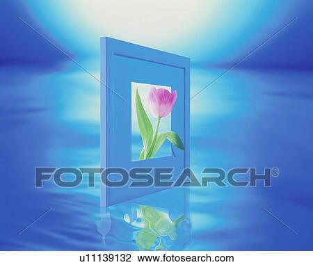 Stock Image - Pink tulip in blue frame. Fotosearch