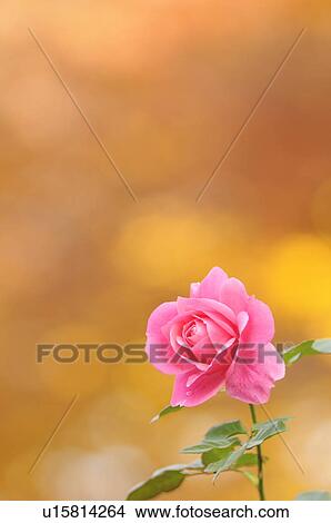 Picture - Pink zelkova rose. Fotosearch
