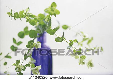 Plant in vase View Large Photo Image Stock Image - Plant in vase. Fotosearch