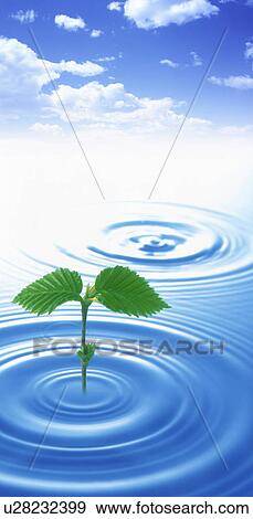 Stock Photo - Plant shoot growing from water ripple. Fotosearch