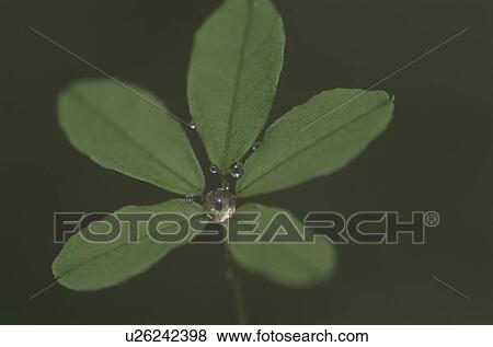 Plant with water droplets, Chino, Nagano Prefecture, Japan View Large Photo Image Stock Photo - Plant with water droplets, Chino, Nagano Prefecture, Japan. Fotosearch