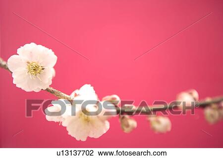 Plum blossom View Large Photo Image Stock Image - Plum blossom. Fotosearch