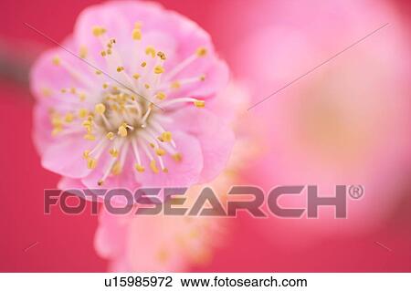 Stock Image - Plum blossom. Fotosearch
