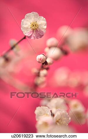 Plum blossom View Large Photo Image Stock Image - Plum blossom. Fotosearch