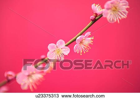 Stock Image - Plum blossom. Fotosearch