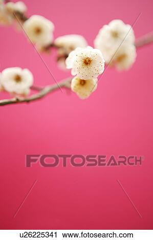 Stock Image - Plum blossom. Fotosearch