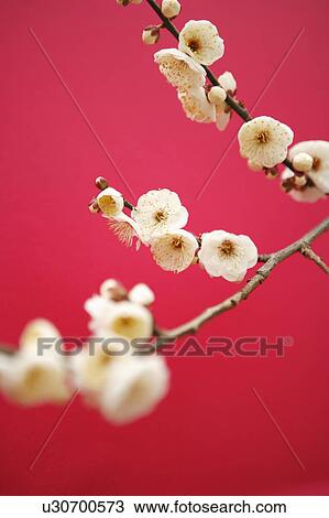 Plum blossom View Large Photo Image Stock Image - Plum blossom. Fotosearch
