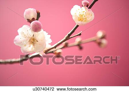 Plum blossom View Large Photo Image Stock Image - Plum blossom. Fotosearch