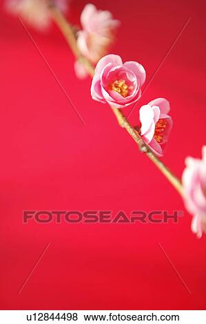 Stock Photo - Plum blossom. Fotosearch