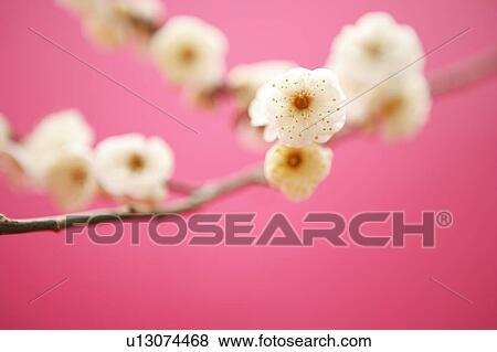 Stock Photo - Plum blossom. Fotosearch