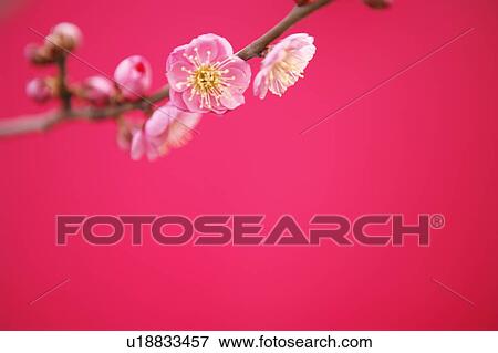 Plum blossom View Large Photo Image Stock Photo - Plum blossom. Fotosearch