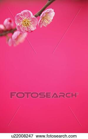 Stock Photo - Plum blossom. Fotosearch