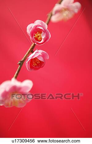 Stock Photograph - Plum blossom. Fotosearch
