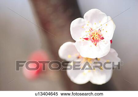 Stock Photography - Plum blossom. Fotosearch