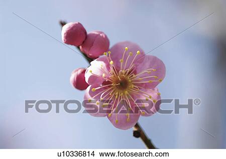 Picture - Plum blossoms. Fotosearch