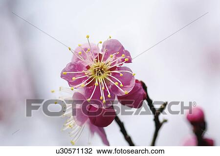 Stock Image - Plum blossoms. Fotosearch