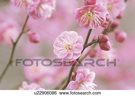 Stock Photograph - Plum blossoms. Fotosearch