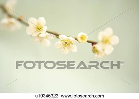 Plum flowers on branch, close up, Kyoto prefecture, Japan View Large Photo Image Stock Image - Plum flowers on branch, close up, Kyoto prefecture, Japan. Fotosearch