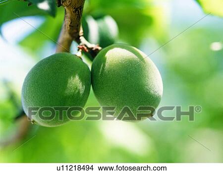 Picture - Plums fruits on branch, close up, Yokohama city, Kanagawa prefecture, Japan. Fotosearch