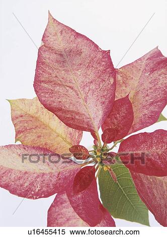 Stock Photography - Poinsettia. Fotosearch