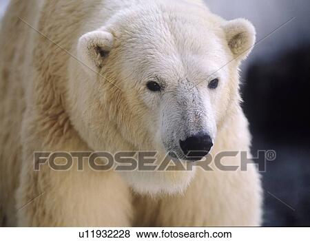 Stock Photo - Polar bear, close up. Fotosearch