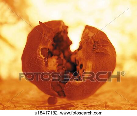 Pomegranate View Large Photo Image Stock Image - Pomegranate. Fotosearch