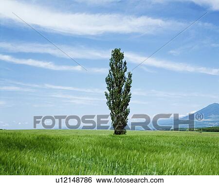 Stock Photograph - Poplar tree in field, Furano city, Hokkaido prefecture, Japan. Fotosearch