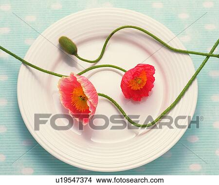 Picture - Poppies on a plate. Fotosearch