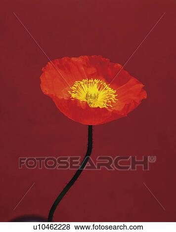 Stock Photo - Poppy on a red background. Fotosearch