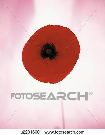Poppy View Large Photo Image Stock Image - Poppy. Fotosearch