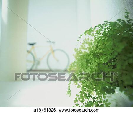Stock Photograph - Pot plant in room with bicycle. Fotosearch