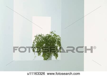 Pot plant on window sill of room View Large Photo Image Stock Photograph - Pot plant on window sill of room. Fotosearch