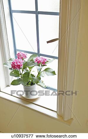 Stock Photo - Potted flowers on window sill. Fotosearch