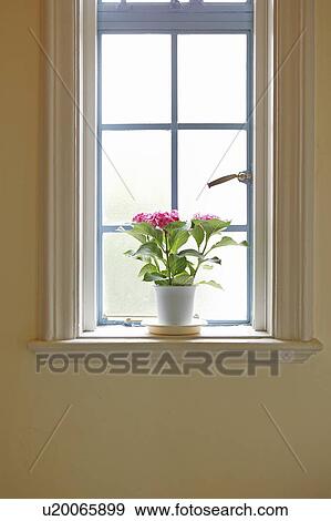 Potted flowers on window sill View Large Photo Image Stock Photo - Potted flowers on window sill. Fotosearch