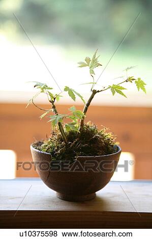 Stock Photo - Potted plant. Fotosearch