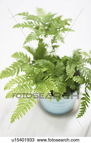 Stock Image - Potted plant, white background. Fotosearch