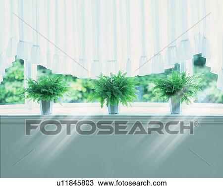 Stock Image - Potted plants on window sill, computer graphic. Fotosearch