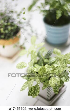 Stock Image - Potted plants, white background. Fotosearch
