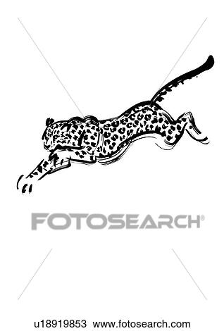 Pouncing Leopard, Black Ink Illustration View Large Photo Image Stock Image - Pouncing Leopard, Black Ink Illustration. Fotosearch