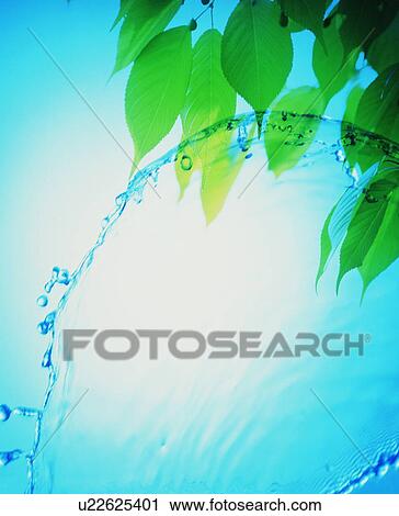 Pouring water with tree leaves View Large Photo Image Stock Image - Pouring water with tree leaves. Fotosearch