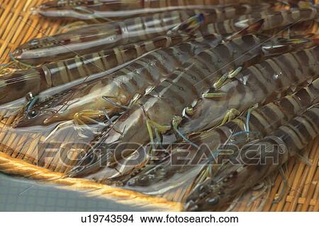 Prawns on colander, close up View Large Photo Image Picture - Prawns on colander, close up. Fotosearch