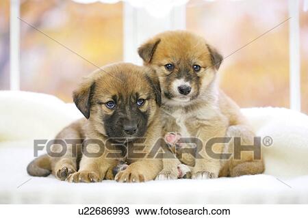 Stock Image - Puppies. Fotosearch