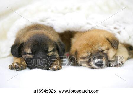 Puppies View Large Photo Image Stock Photography - Puppies. Fotosearch