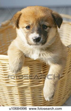 Puppy in a basket View Large Photo Image Stock Photograph - Puppy in a basket. Fotosearch